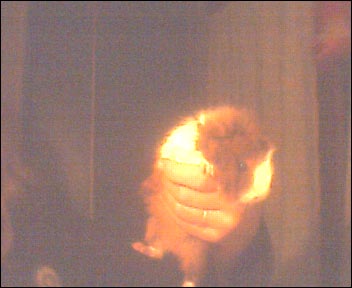 mon bouffeur de cheveux lol